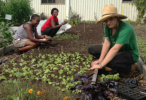 Urban Farm 