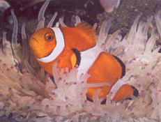 Anemone