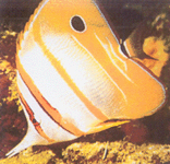 Butterfly fish