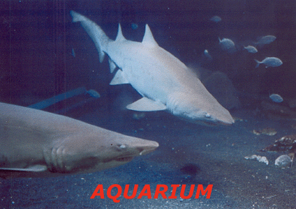 Shark