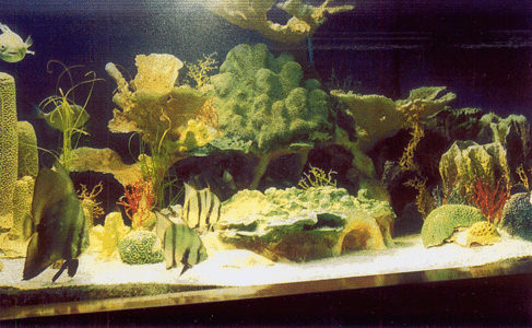 Tank