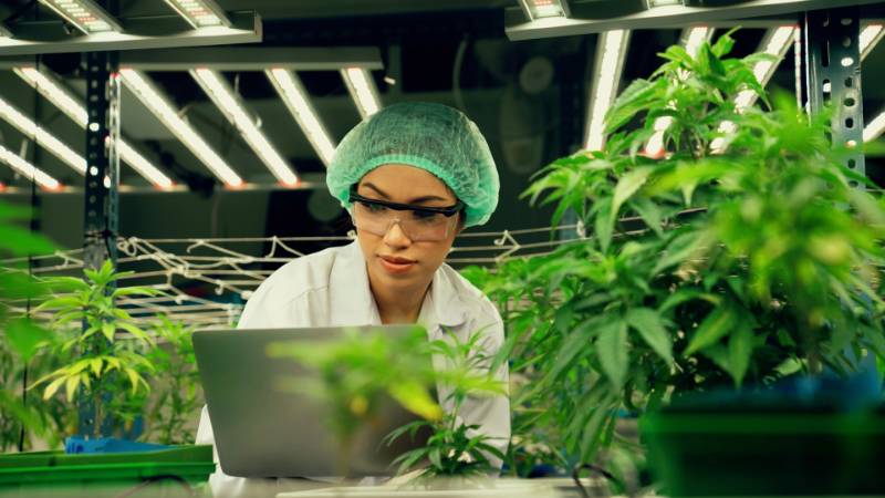 KCC Doubles Cannabis Certification Courses, Launches Career Resource Center to Meet $2.5 Billion Industry Demand